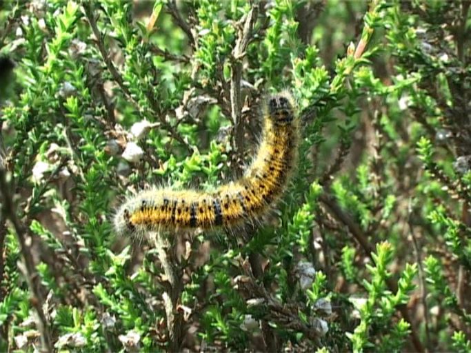 Kleespinner ( Lasiocampa trifolii ), Raupe des Kleespinners : Brüggen, Brachter Wald, 28.05.2006